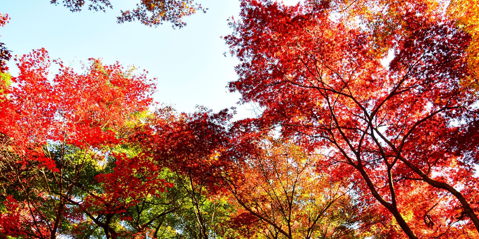 Autumn foliage koyo red maple leaves Japan spectacular viewing spots